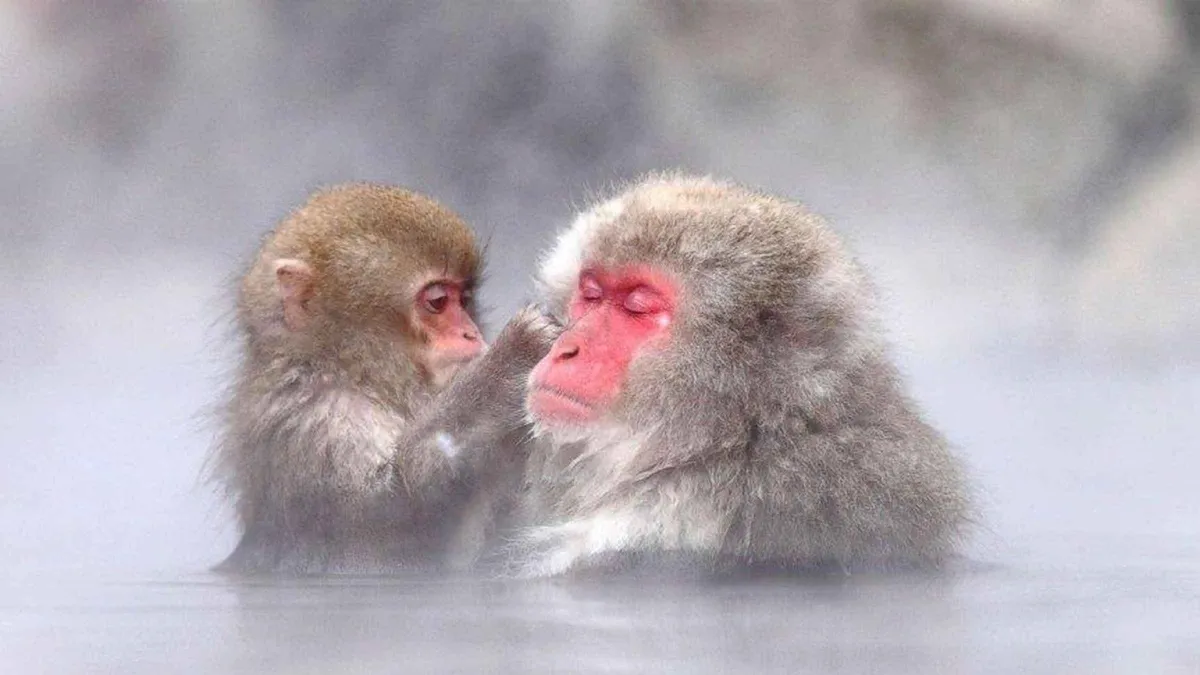 Travelers watching Japanese macaques beside the hot spring pool on a Nagano monkey park tour with Zenkoji Temple and sake tasting