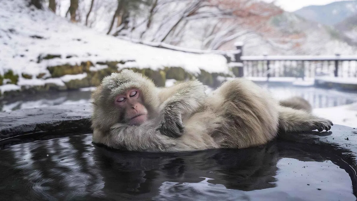 Private car winding through snowy Nagano mountains on a private snow monkey park tour from Tokyo with hotel pickup
