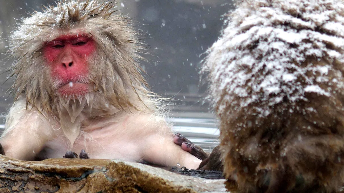 Snow monkeys grooming by the steaming onsen pool on a private Nagano monkey park tour from Hakuba ski resort